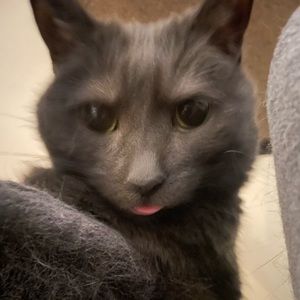 Meet your Posher, sam